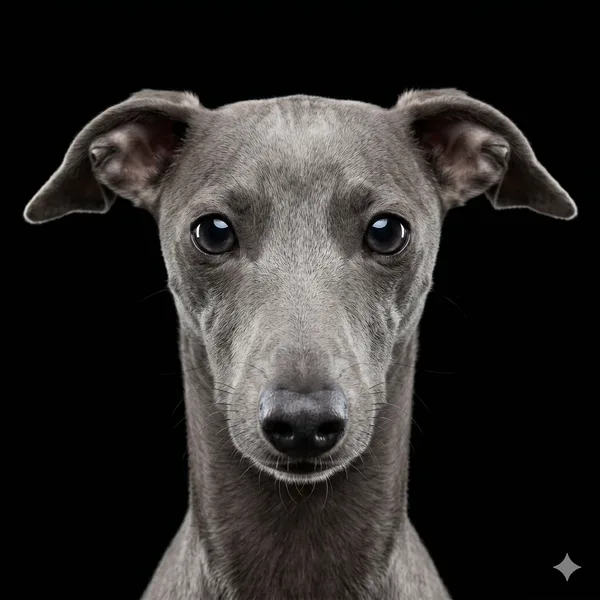 Galgo Italiano perfil